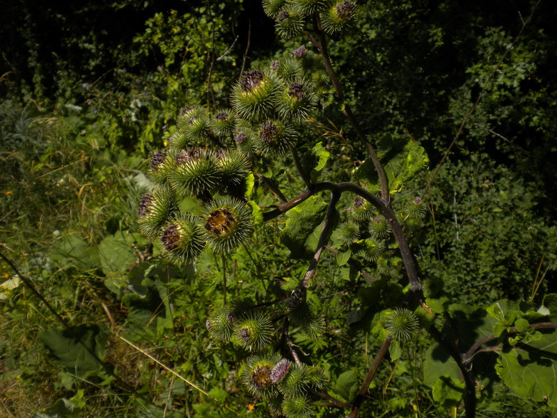 Arctium lappa