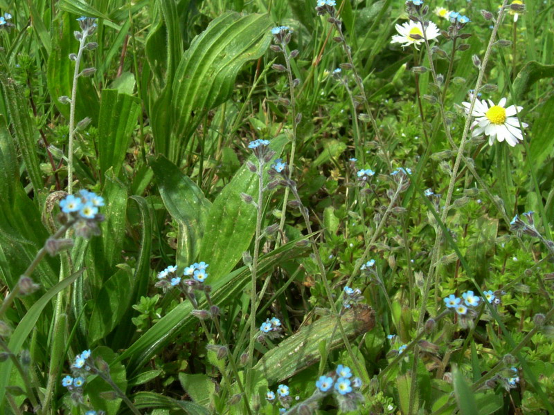 Fiore azzurro - Myosotis sp.