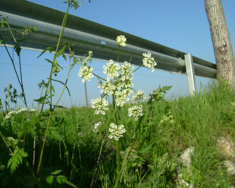 Bianco a ombrello - Anthriscus sp.