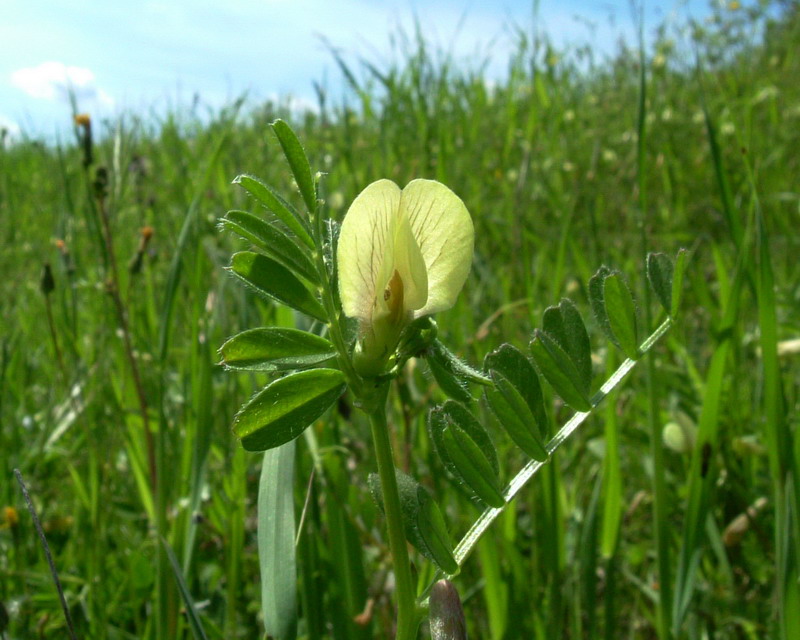 Vicia hybrida