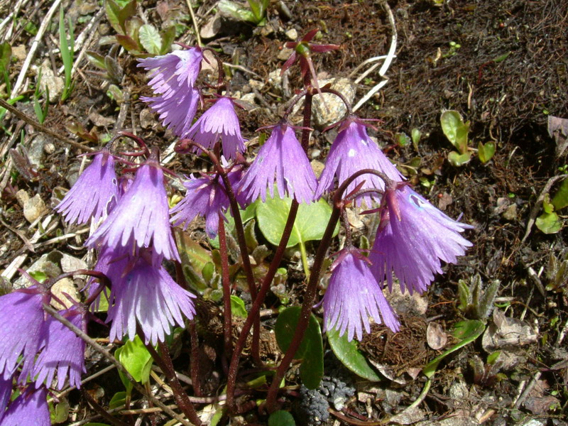 Soldanella alpina / Soldanella comune