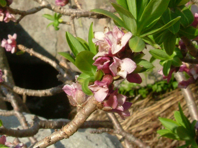 Alta val parma 3 - Daphne mezereum