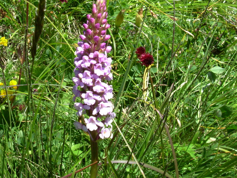 Gymnadenia conopsea