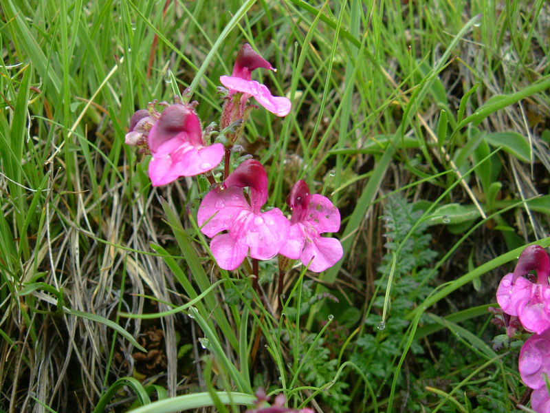 Alta Valfurva: Pedicularis rostrato-capitata