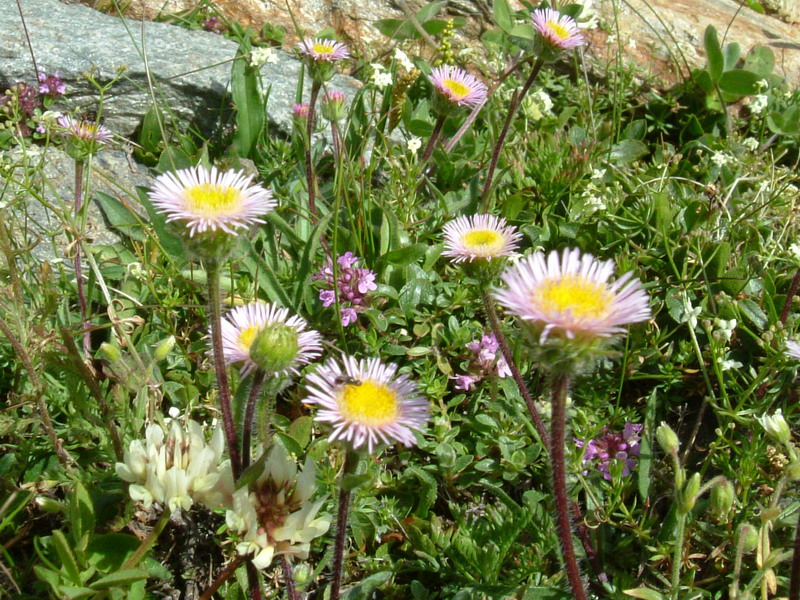 Erigeron alpinus