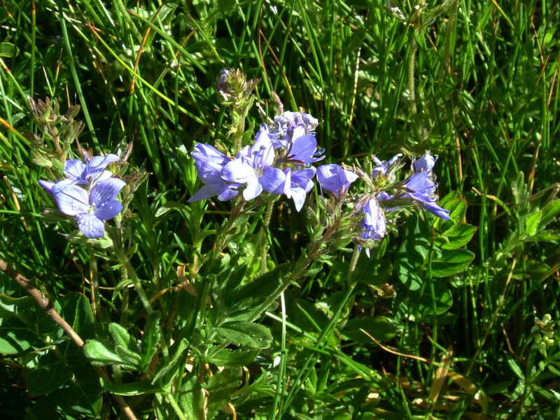 Veronica orsiniana