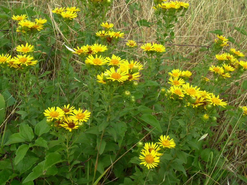 Incolti di collina: Inula cfr. salicina