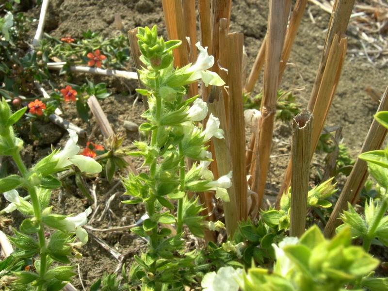 Nella stoppia 2 Stachys annua