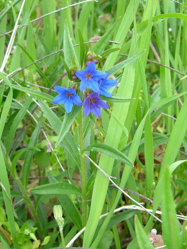 Da determinare 3 - Buglossoides purpurocaerulea