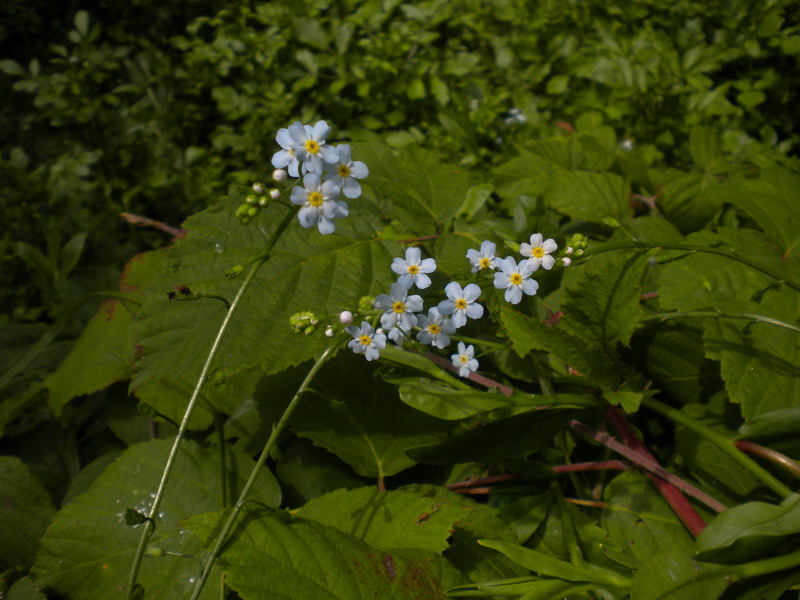 Myosotis scorpioides / Nontiscordardime palustre