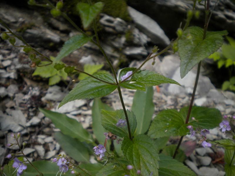 Veronica urticifolia / Veronica a foglie di ortica