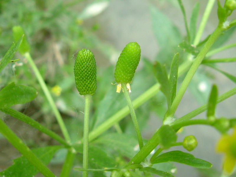 Ranunculus sceleratus / Ranuncolo tossico