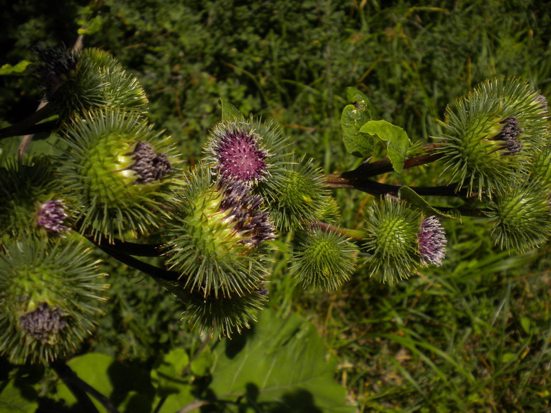 Arctium lappa