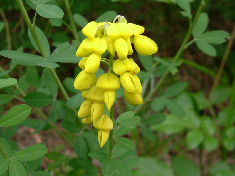 Cytisus nigricans (=Lembotropis nigricans) / Citiso scuro