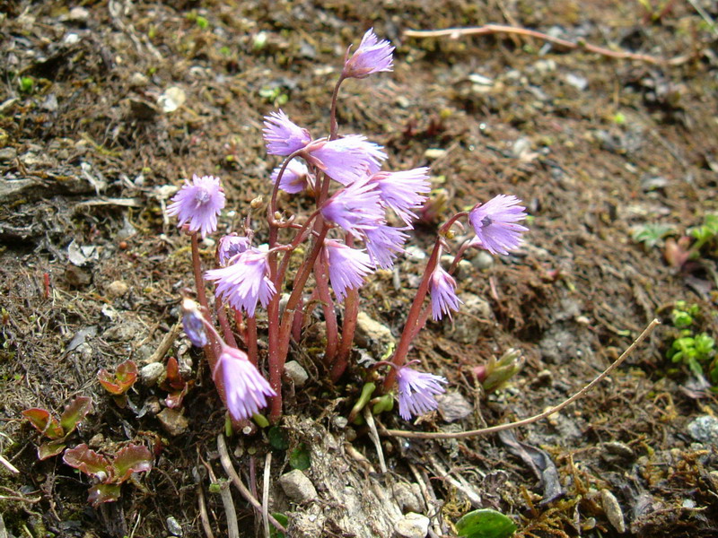 Soldanella alpina / Soldanella comune