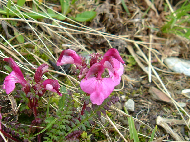 Alta Valfurva: Pedicularis rostrato-capitata