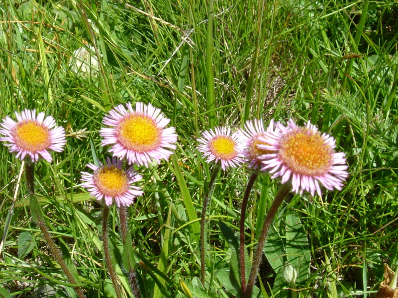 Erigeron alpinus