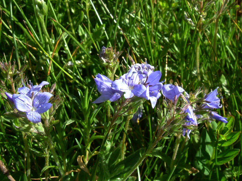 Veronica orsiniana