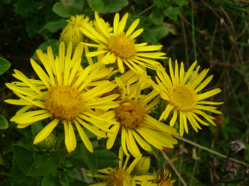 Incolti di collina: Inula cfr. salicina