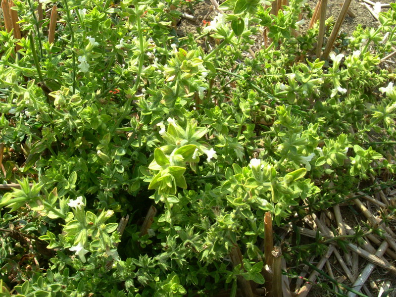 Nella stoppia 2 Stachys annua