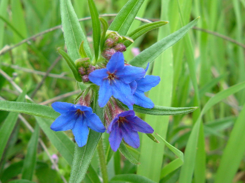 Da determinare 3 - Buglossoides purpurocaerulea