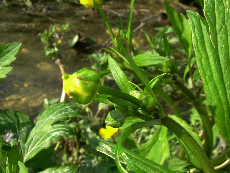 Ranunculus repens / Ranuncolo strisciante