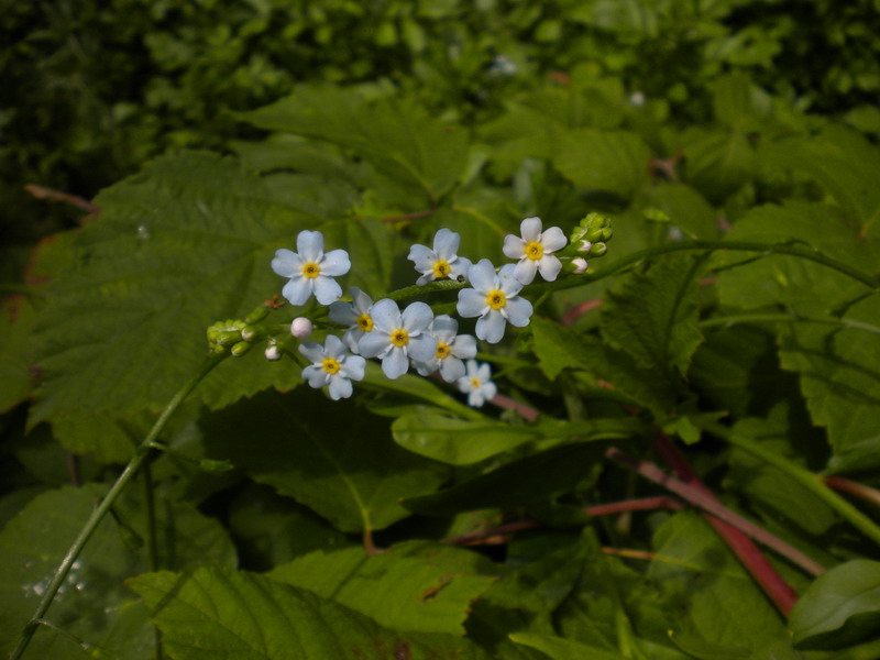 Myosotis scorpioides / Nontiscordardime palustre