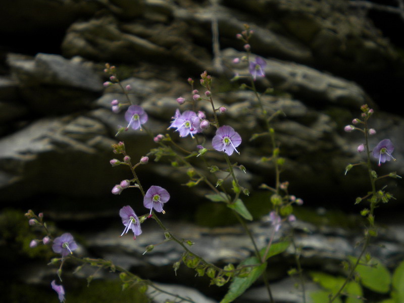 Veronica urticifolia / Veronica a foglie di ortica