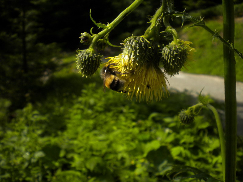 Cirsium erisithales