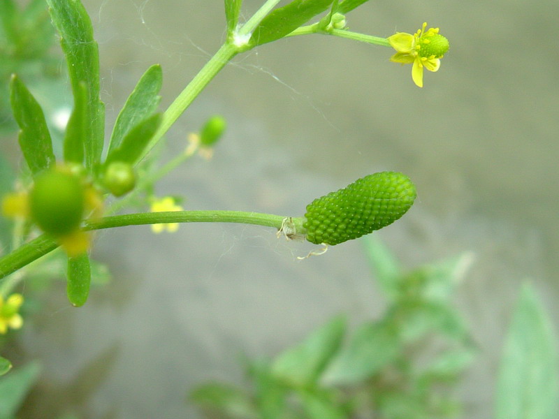 Ranunculus sceleratus / Ranuncolo tossico