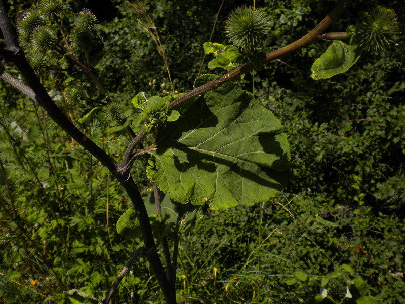 Arctium lappa