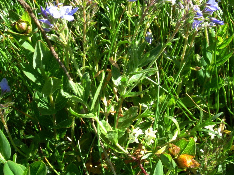 Veronica orsiniana