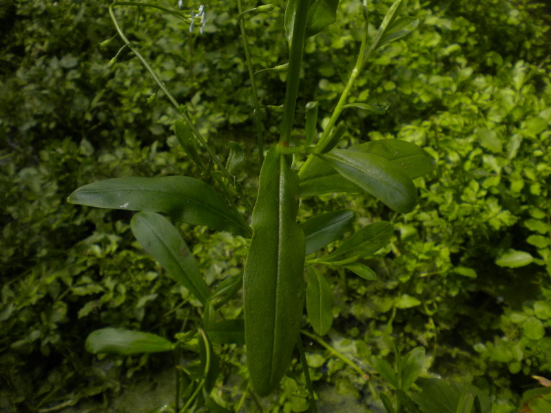 Myosotis scorpioides / Nontiscordardime palustre