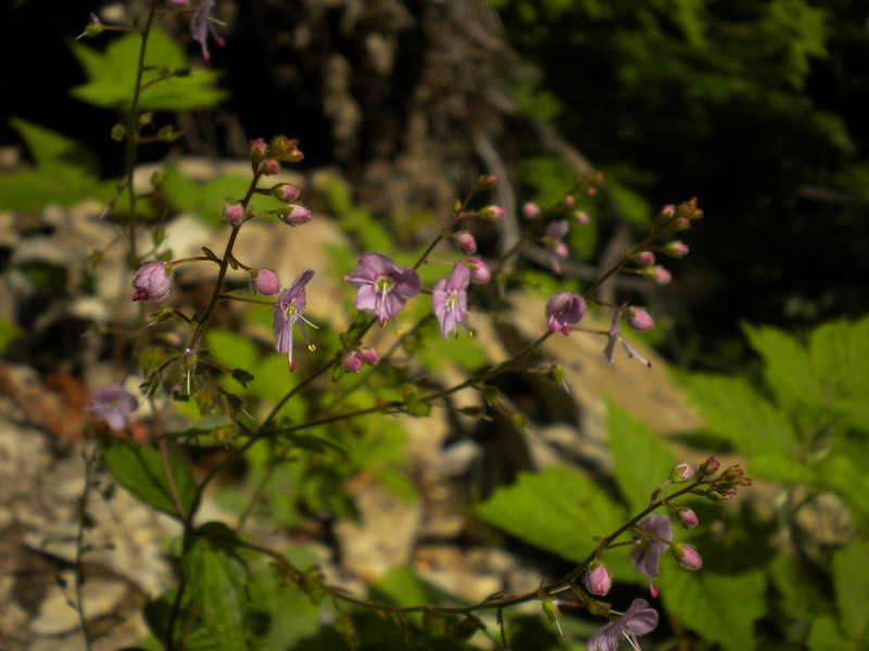 Veronica urticifolia / Veronica a foglie di ortica