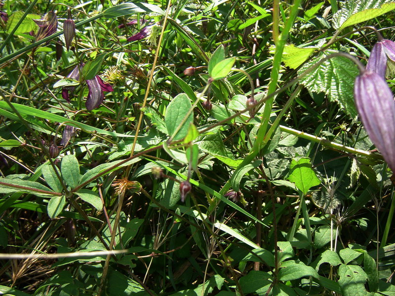 Clematis viticella