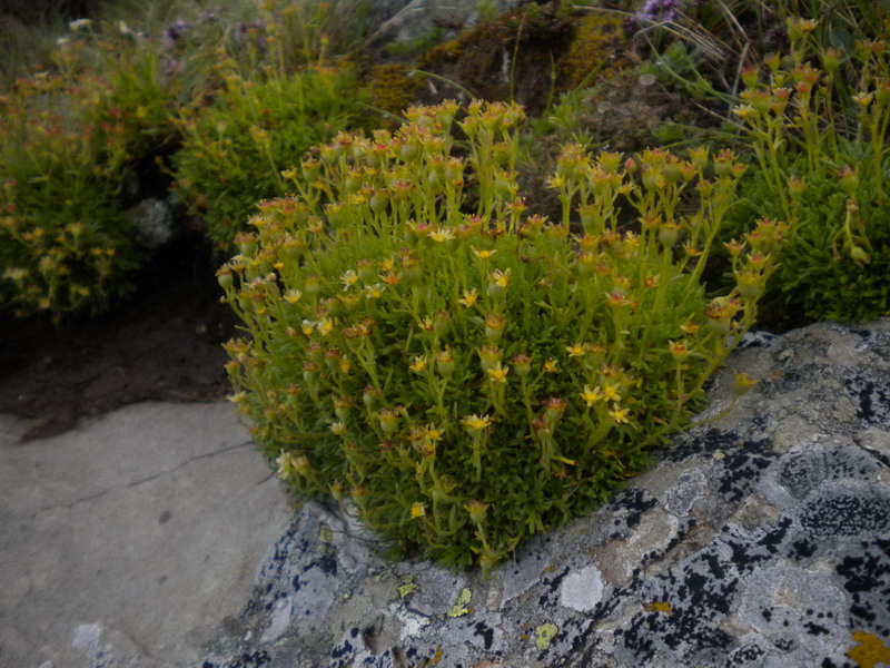 Saxifraga exarata subsp. moschata