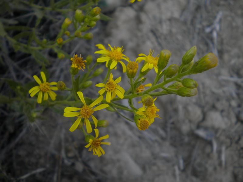 Dittrichia viscosa