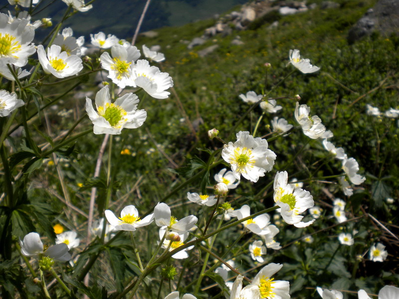 Ranunculus cfr. aconitifolius