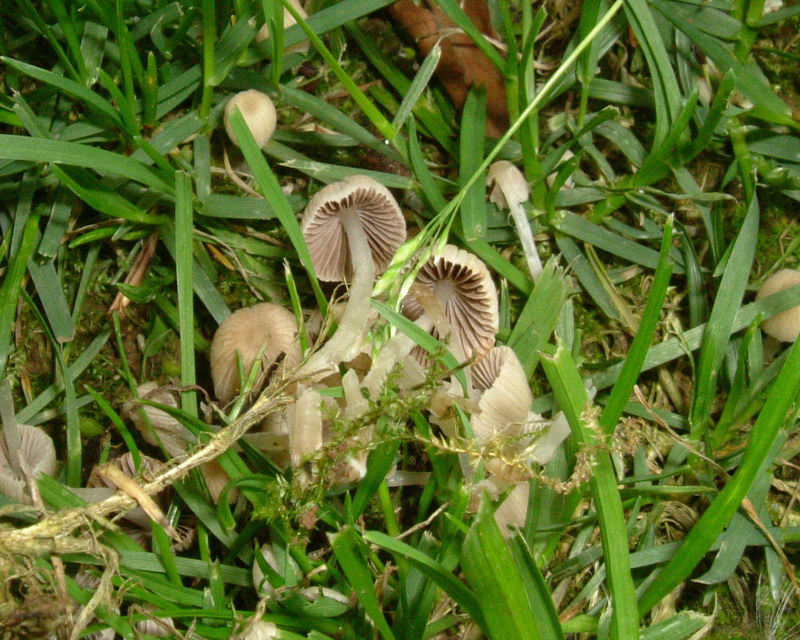 Coprinus ??