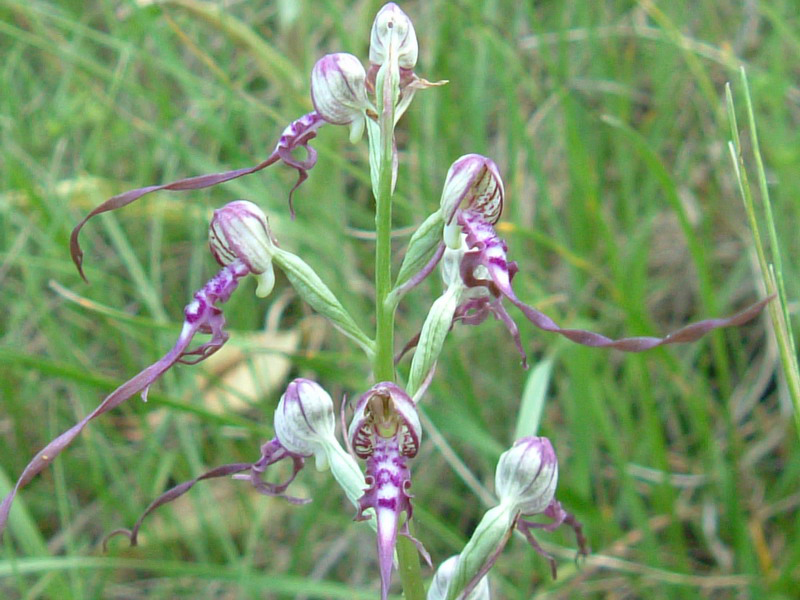 Himantoglossum adriaticum