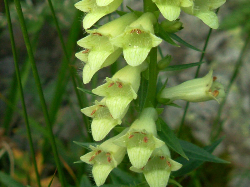 Digitalis lutea