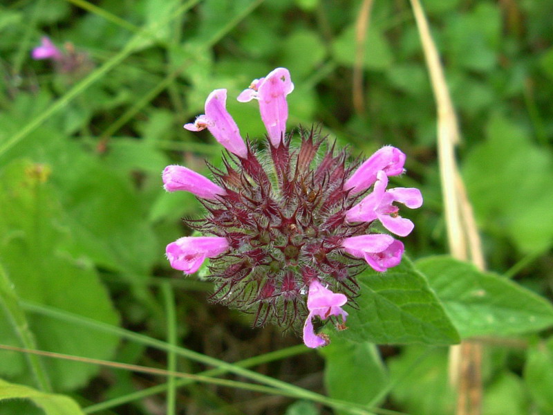 Clinopodium vulgare / Clinopodio dei boschi