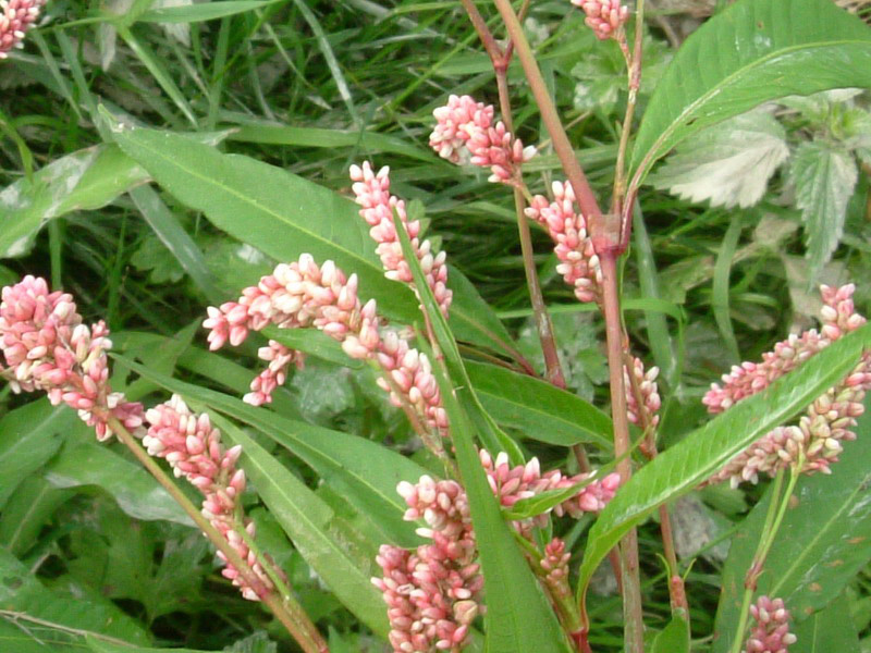 Nel canale - Polygonum sp.