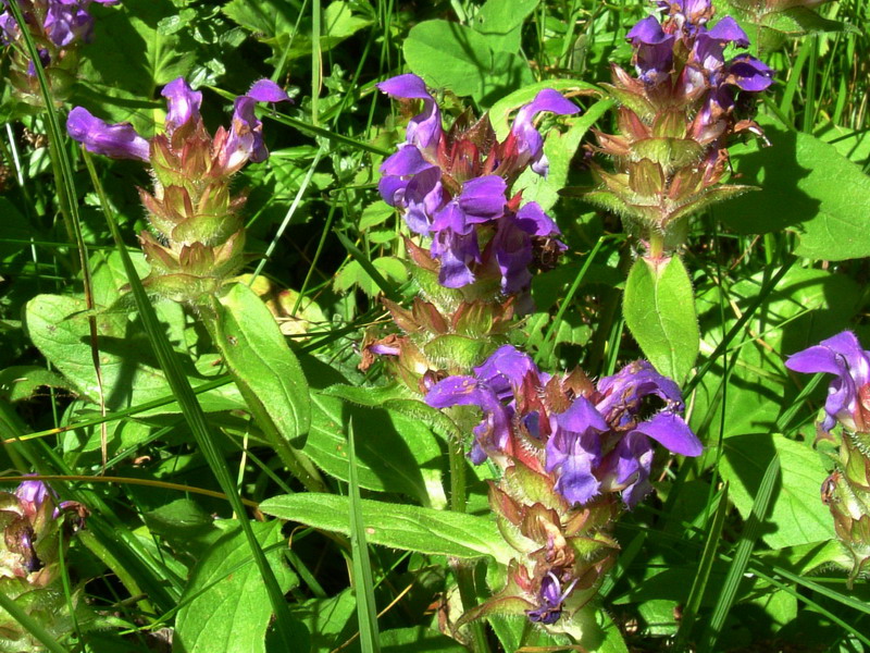 Dal passo Rolle 2 - Prunella vulgaris