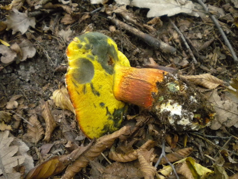 Boletus molto variabile