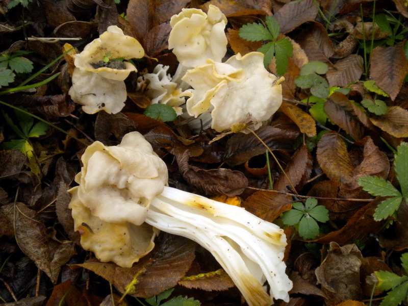 Helvella