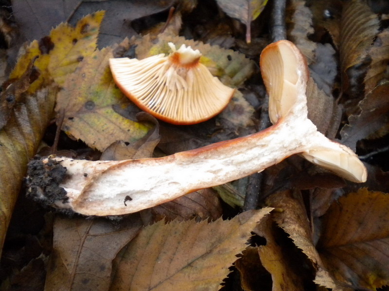 Lactarius