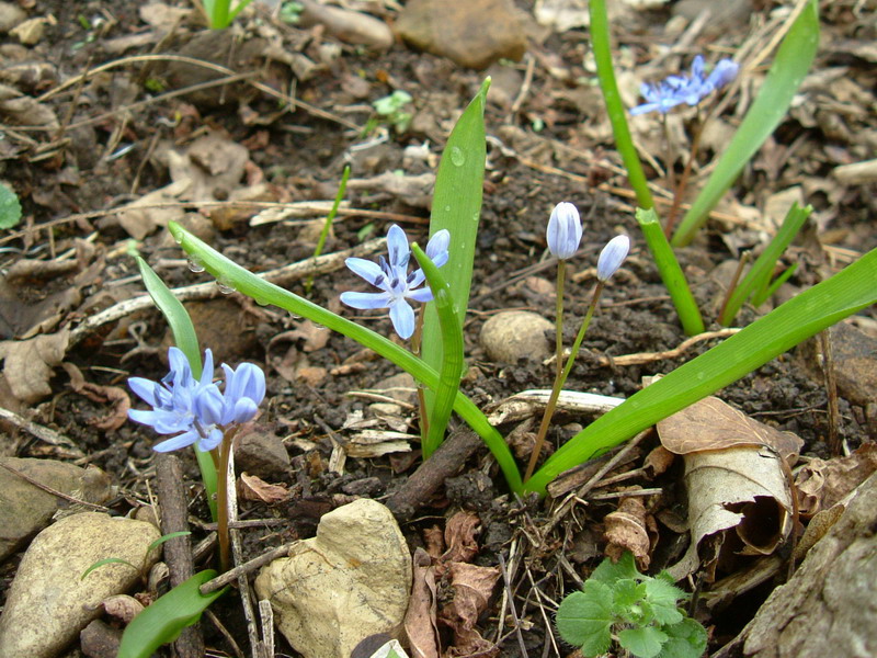 Scilla bifolia / Scilla silvestre