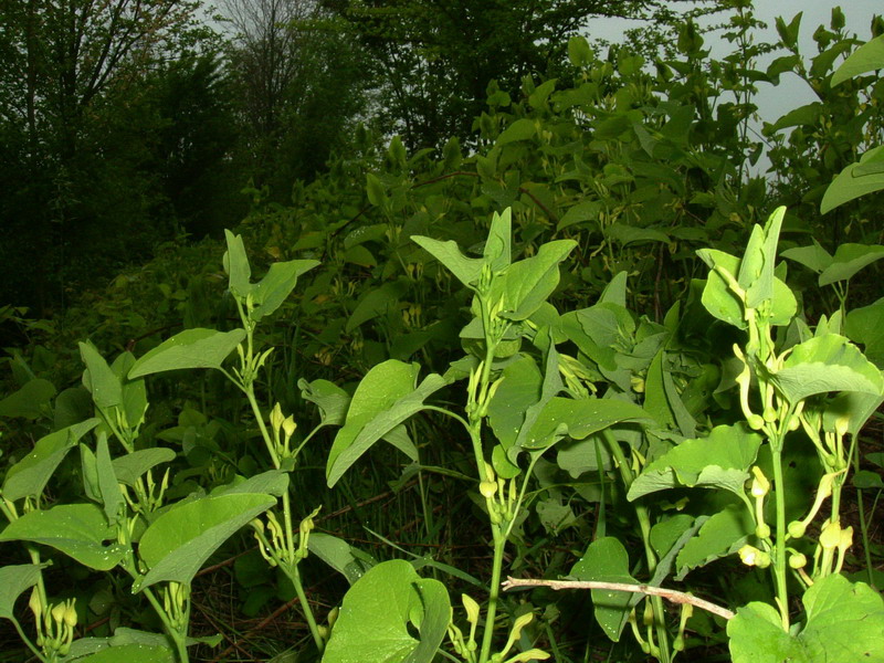 Aristolochia clematitis