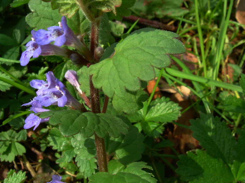 Glechoma hederacea